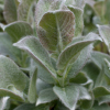 Salix lanata - Abriachan Nurseries, The Garden On Loch Ness